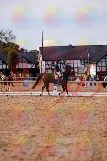 2026_10_03_Siefer-Hof_132558_Z81_78119952 | Professionelle Reitsport-, Turnier- und Eventfotografie von Robert Broda. Galerien mit ausgewählten und bearbeiteten Bildern direkt online ansehen und bestellen.