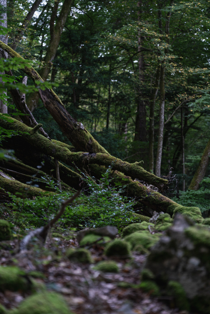 ZD250916092453-2 | Fotoshop von zweidimensional Fotografie. Ihr Fotograf im Aargau. Abzüge von Ihrem Fotobox Event bestellen.Abzüge von Ihrem Hochzeit bestellen.Abzüge von Ihrem Schulfotograf bestellen.