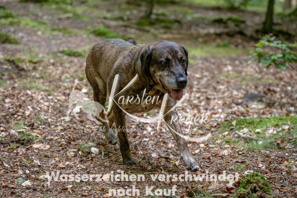 1243_ZZ91197-Bearbeitet | kk-dogfotos