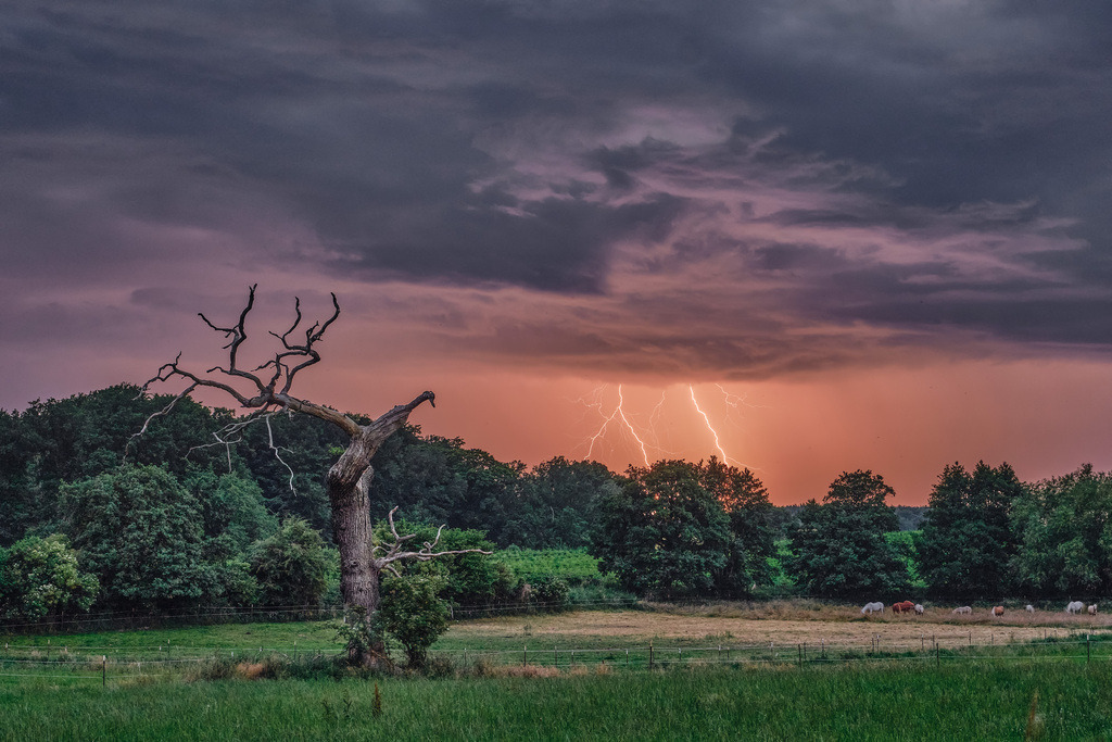 Gewitter über Vogelbaum | Entdecken Sie hochwertige Fotoprodukte für Ihr Zuhause, Büro oder als besonderes Geschenk.rpixel.de bietet Ihnen exklusive Fotografien aus den Bereichen Natur, Landschaft und Motiven vom Meer.Einfach direkt im Online-Shop bestellen. - Realisiert mit Pictrs.com