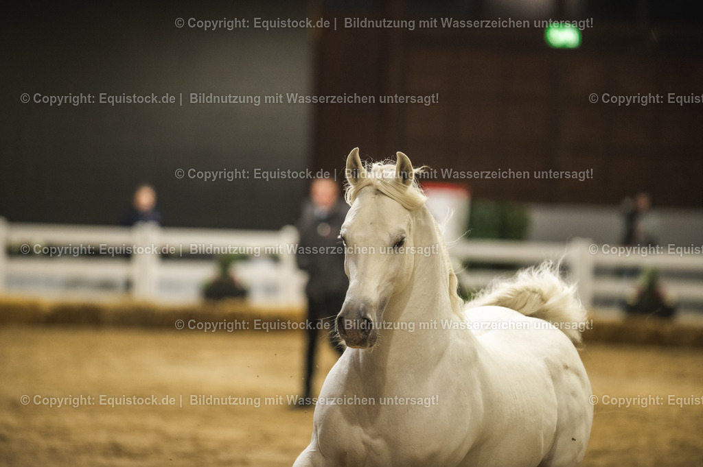 20240302_Hengstvorstellung_Marbach_TOMsPiC_1171-2 | equistock