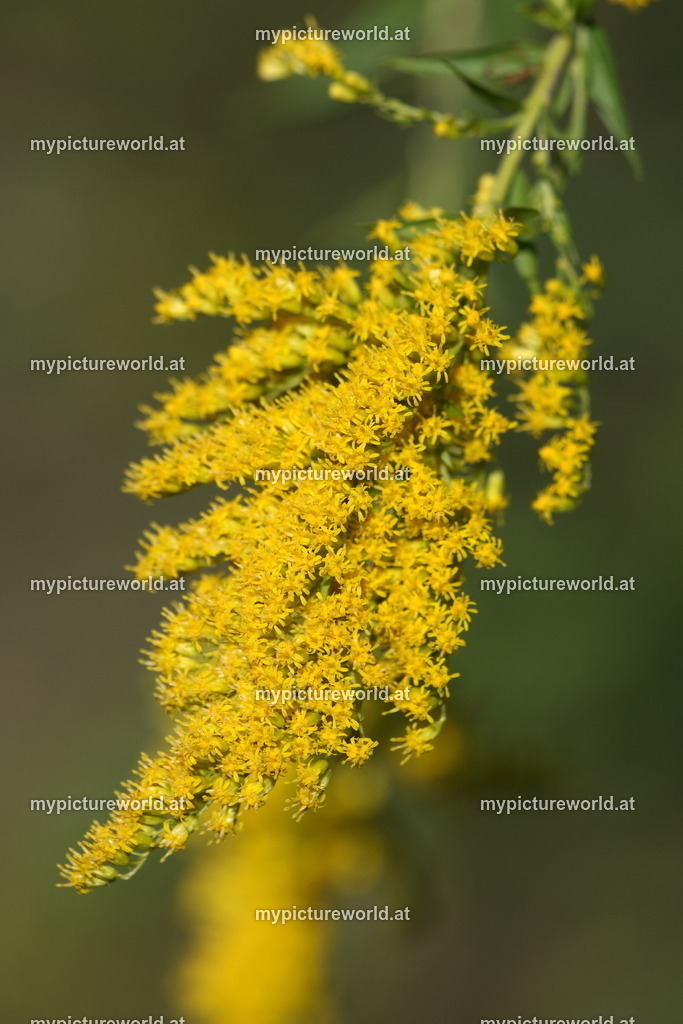 Kanadische Goldrute-008 | Das Bilderarchiv über Tiere, Planzen und Landschaften. In der Bilddatenbank finden Sie ein große Auswahl an hochwertigen Bilder für Ihre Werbung - Realisiert mit Pictrs.com