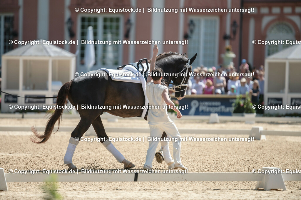 20230528_Voltigieren_NASPA_0058 | equistock