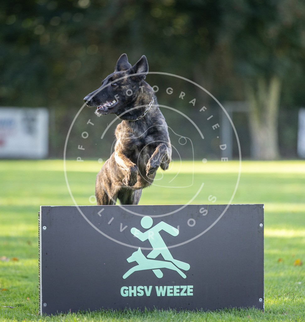 Pfotenfotografie.de_DV3A3625 | Hundefotografie, Tierfotograf, Pfotenfotografie, Fotoshooting Hund, Hunde Portrait, Hundesport, Hundeportraits, Heideshooting, Hunde, Sportfotograf, Hundefotograf, Turnierhundsport, THS, canicross - Realisiert mit Pictrs.com