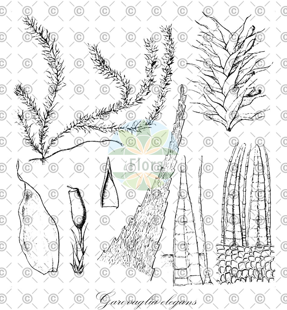 HistAbb_wfo-0000428276_1_ENZY_Simple | Historische Abbildung von Garovaglia elegans - Ptychomniaceae | Historical Illustration of Garovaglia elegans - Ptychomniaceae