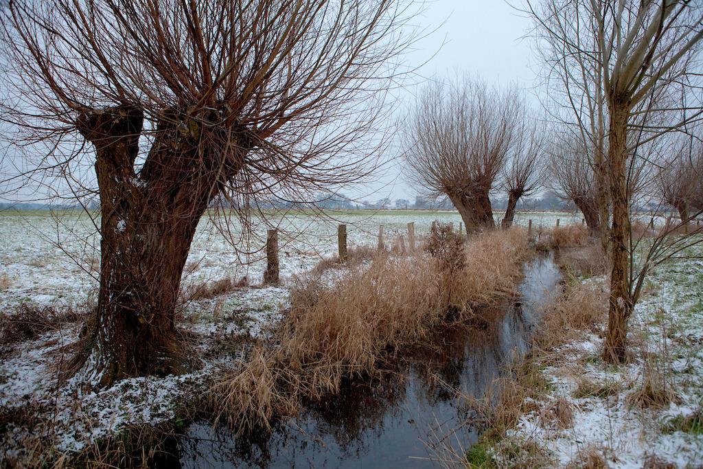 100102-121 | Europa, DEU, Deutschland, Nordrhein Westfalen, NRW, Rheinland, Niederrhein, Hoerstgen, Winter, Schnee, Baeume, Typische Kopfweiden, Wassergraben, Entwaesserungsgraben, Kategorien und Themen, Natur, Umwelt, Landschaft, Jahreszeiten, Stimmungen, Landschaftsfotografie, Landschaften, Landschaftsphoto, Landschaftsphotographie, Naturschutz, Naturschutzgebiete, Landschaftsschutz, Biotop, Biotope, Landschaftsschutzgebiete, Landschaftsschutzgebiet, Oekologie, Oekologisch, Typisch, Landschaftstypisch, Landschaftspflege

[Fuer die Nutzung gelten die jeweils gueltigen Allgemeinen Liefer-und Geschaeftsbedingungen. Nutzung nur gegen Verwendungsmeldung und Nachweis. Download der AGB unter http://www.image-box.com oder werden auf Anfrage zugesendet. Freigabe ist vorher erforderlich. Jede Nutzung des Fotos ist honorarpflichtig gemaess derzeit gueltiger MFM Liste - Kontakt, Uwe Schmid-Fotografie, Duisburg, Tel. (+49).2065.677997, 
archiv@image-box.com, www.image-box.com] - Realisiert mit Pictrs.com