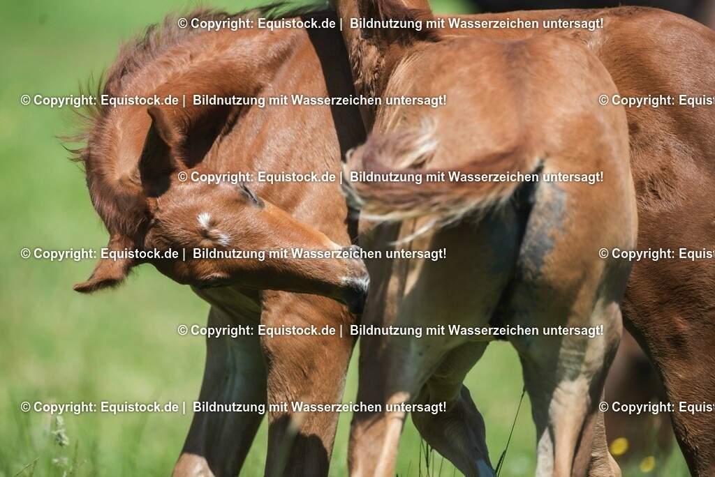 20210617_Fohlen_0151 | Foto: Thomas Hartig