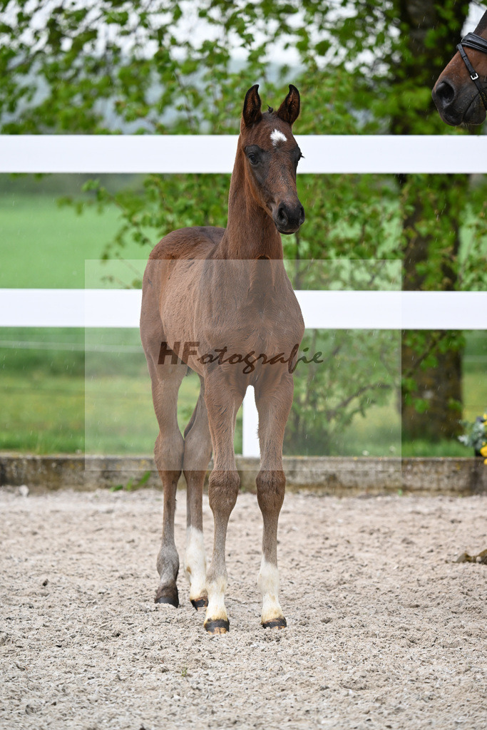 Kat-Nr. 31 HF St. Noble x Sezuan_Fetzer_23261186 | hf-fotografie - Realisiert mit Pictrs.com