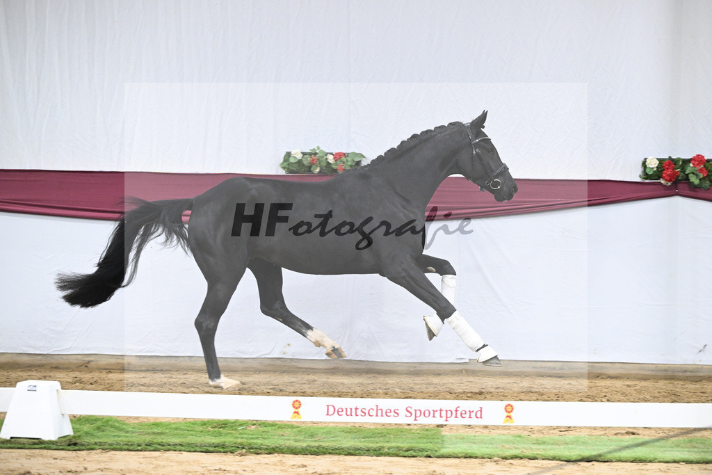 Kat-Nr. 55 Dream Royal x Fleury_Martina Breitner-Roetzer_47252067 | hf-fotografie - Realisiert mit Pictrs.com