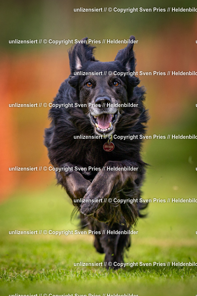 Sven Pries | 2024-09-22 - Hunderennen Baden-BadenPudelverein - Realisiert mit Pictrs.com