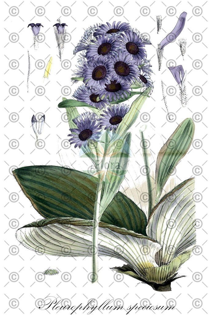 HistAbb_FALSCH_11_ENZY_Simple | Historische Abbildung von Pleurophyllum speciosum - Asteraceae | Historical Illustration of Pleurophyllum speciosum - Asteraceae