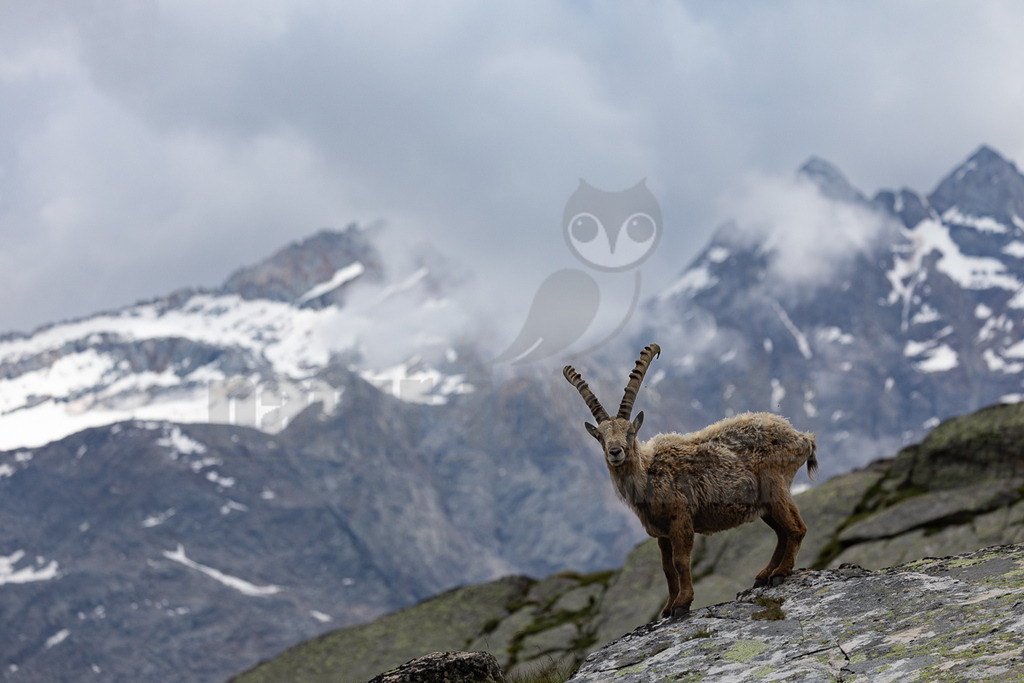 _5NF1595_20250713 | Ein majestätischer Alpensteinbock (Capra ibex) steht auf einem felsigen Vorsprung und blickt direkt in die Kamera. Sein braunes, zotteliges Fell und die imposanten, gebogenen Hörner sind deutlich zu erkennen. Im Hintergrund erheben sich schneebedeckte Berggipfel, die teilweise von dichten Wolken verhüllt sind, was eine dramatische und wilde Atmosphäre schafft. Der Steinbock wirkt aufmerksam und ungestört in seiner natürlichen Umgebung. Es sind keine direkten Interaktionen mit anderen Tieren zu beobachten; der Fokus liegt auf dem einzelnen Tier in der weiten Berglandschaft. - Realisiert mit Pictrs.com