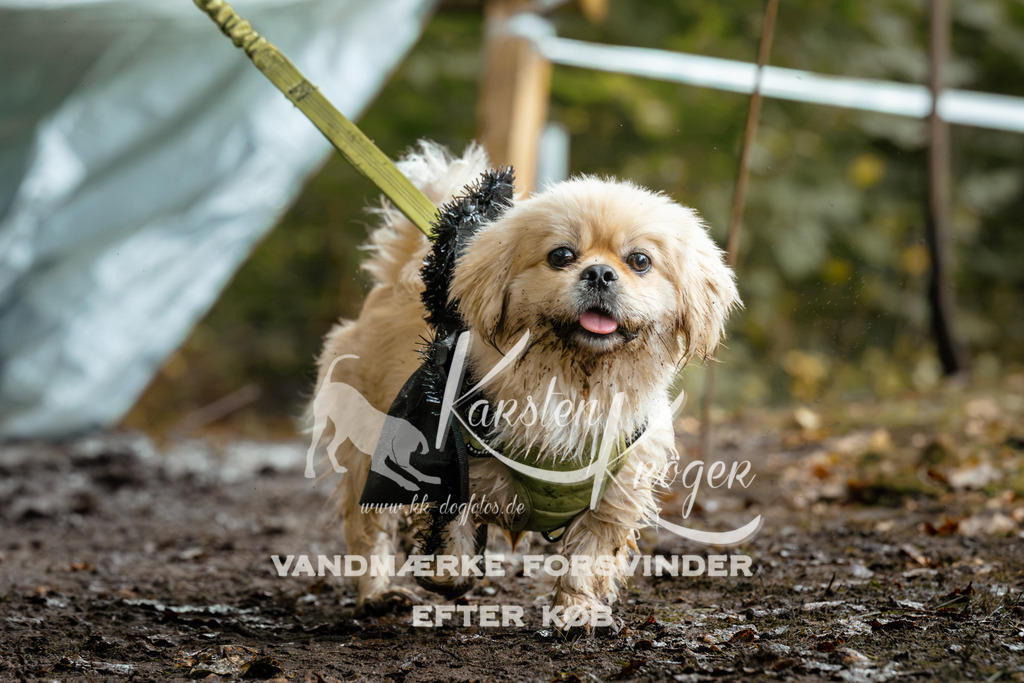 1432DZ6_2942Z6 | kk-dogfotos