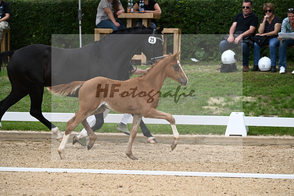 Kat-Nr. 25 SF DSP Va Bene x Ferro_Pfaffenbichler_27230397 | hf-fotografie - Realisiert mit Pictrs.com