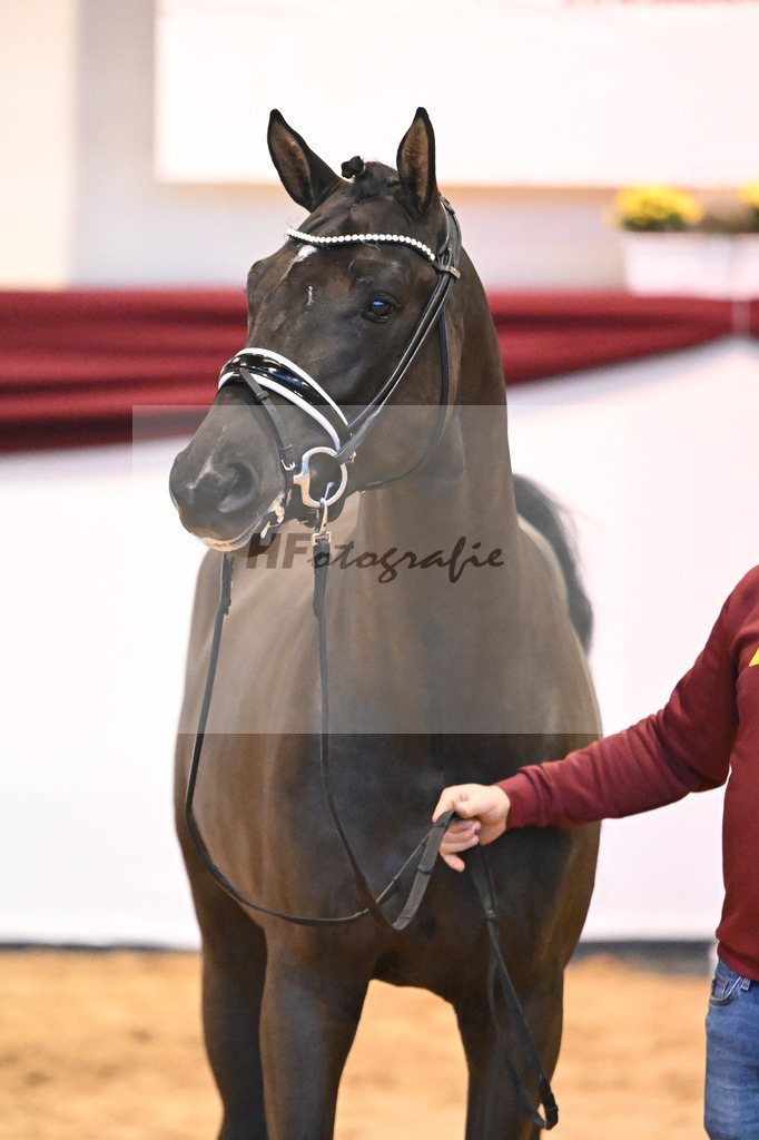 Kat-Nr. 45 v. Pegase vant Ruytershof_Zurich_66221205 | hf-fotografie - Realisiert mit Pictrs.com