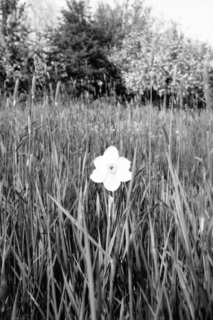 Landschaft und Natur ohne Farbe 3 | Narzisse in Wiese