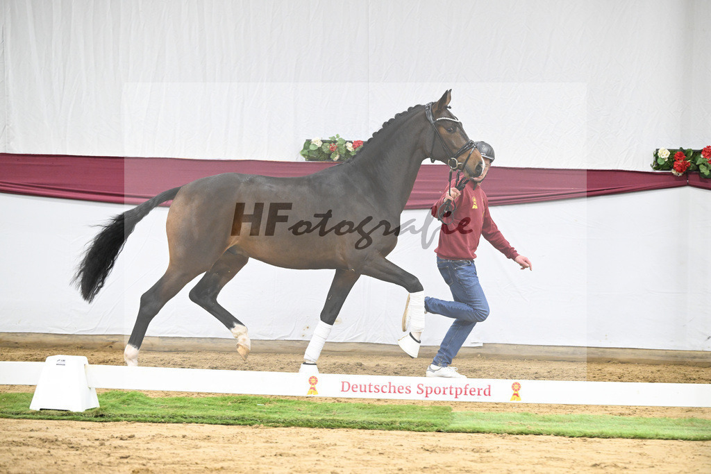 Kat-Nr. 70 Valdiviani x Fuerstenball_Joachim Weil_47252562 | hf-fotografie - Realisiert mit Pictrs.com