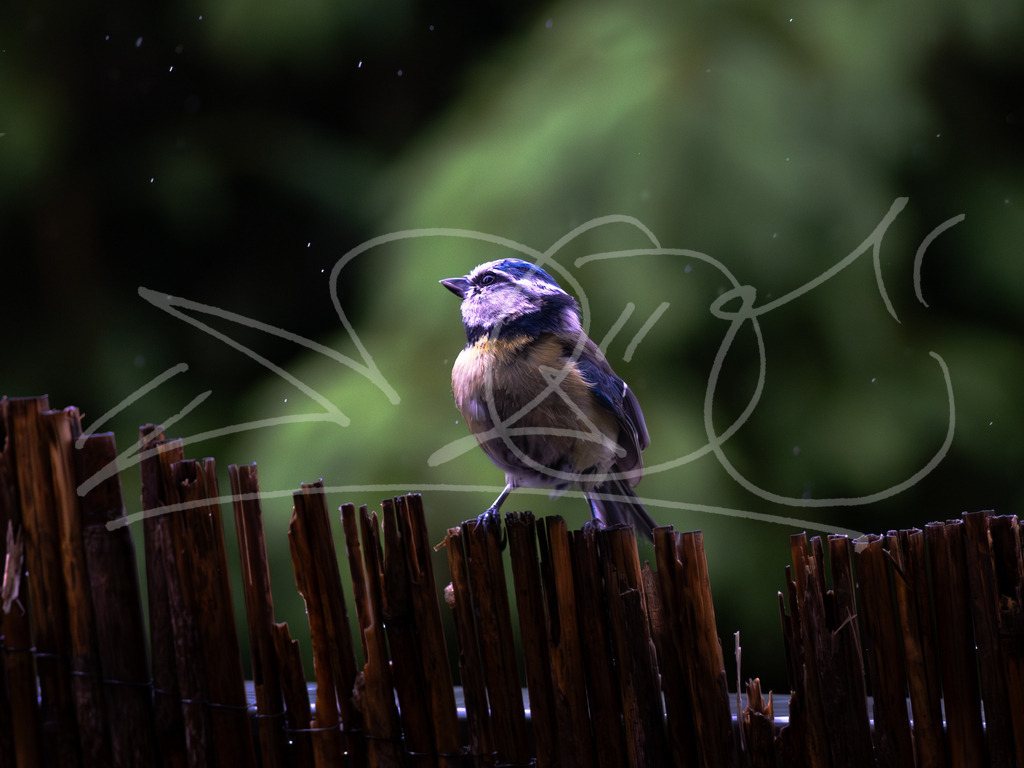 Blaumeise im Regen | Naturschönheiten aus Deutschland. Pflanzen und Tiere, Insekten und Naturschauspiele. Alle schönen Details, die uns umgeben, fotografiert von Michi Moc.  - Realisiert mit Pictrs.com