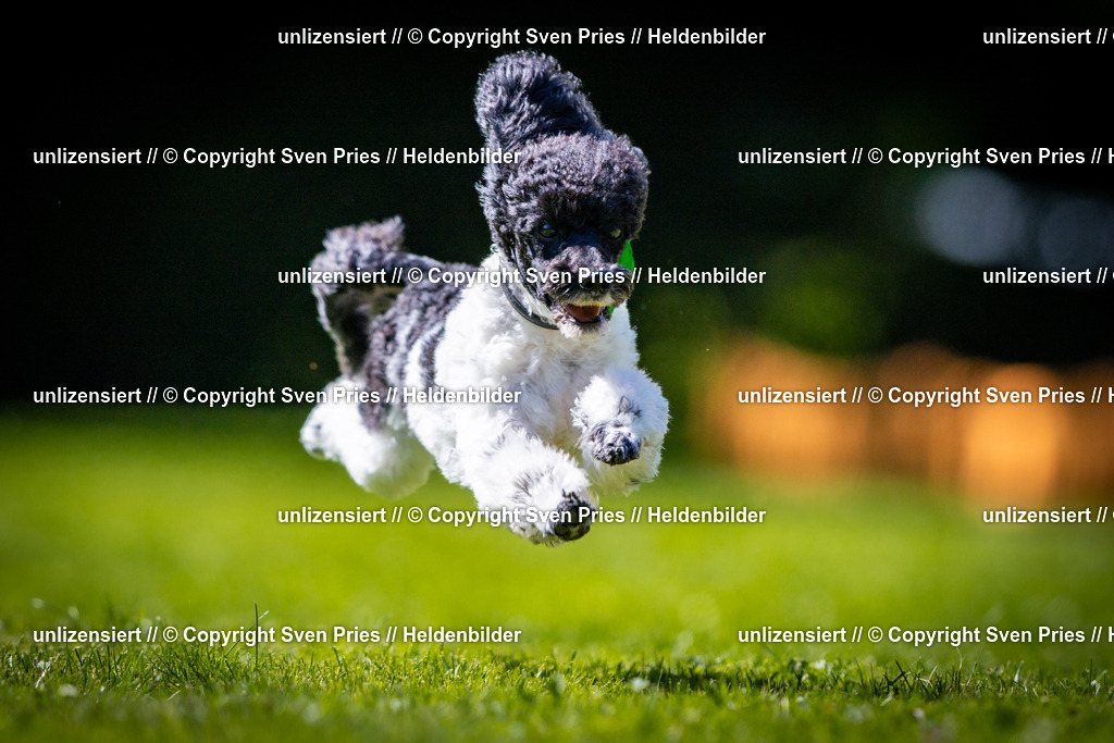 Sven Pries | 2025-08-10 - Hunderennen Durlach - Realisiert mit Pictrs.com