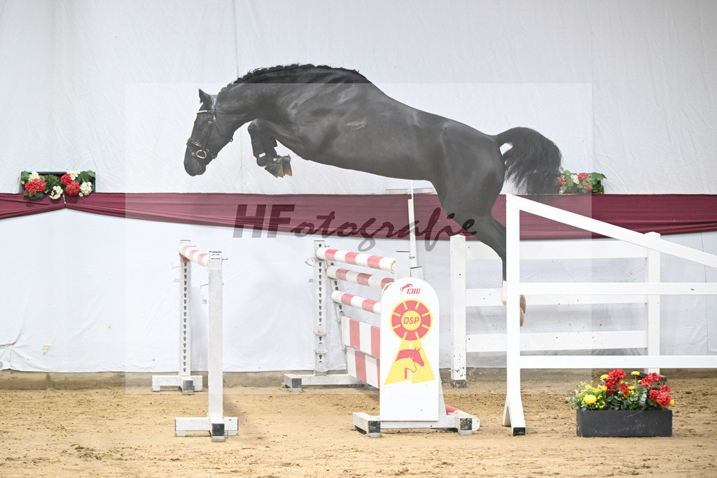 Kat-Nr. 91 Vigaro x Quidams Rubin_Matthias Schlamminger_47253017 | hf-fotografie - Realisiert mit Pictrs.com