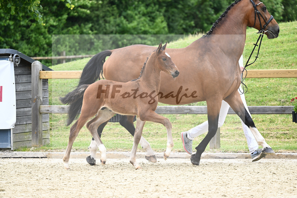 Kat-Nr. 29 HF Colestus_Wimmer_17230821 | hf-fotografie - Realizzato con Pictrs.com