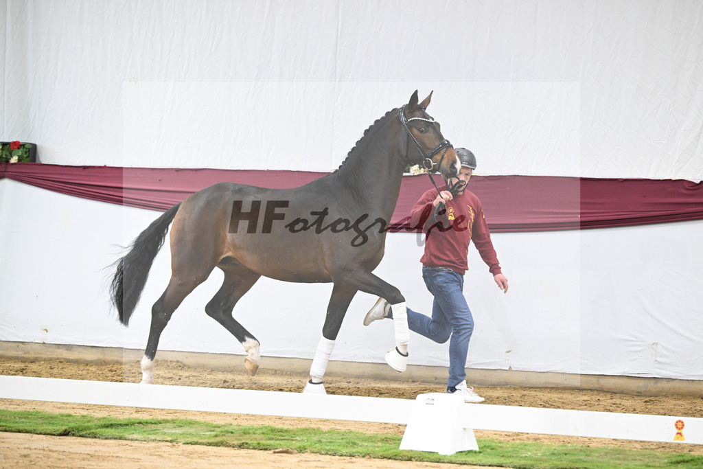 Kat-Nr. 70 Valdiviani x Fuerstenball_Joachim Weil_47252561 | hf-fotografie - Realisiert mit Pictrs.com