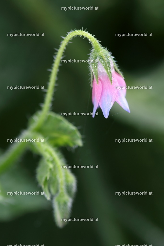 Ausdauernder Borretsch-003 | Das Bilderarchiv über Tiere, Planzen und Landschaften. In der Bilddatenbank finden Sie ein große Auswahl an hochwertigen Bilder für Ihre Werbung - Realisiert mit Pictrs.com