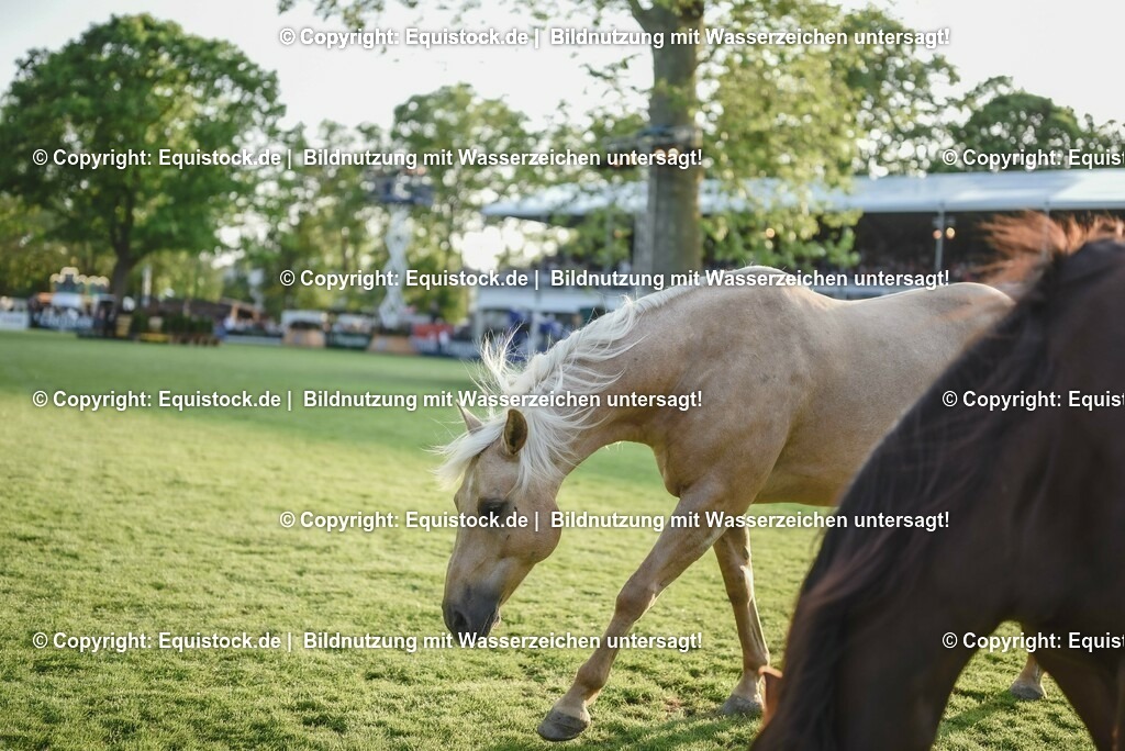 20230526_Impressionen_0341 | equistock