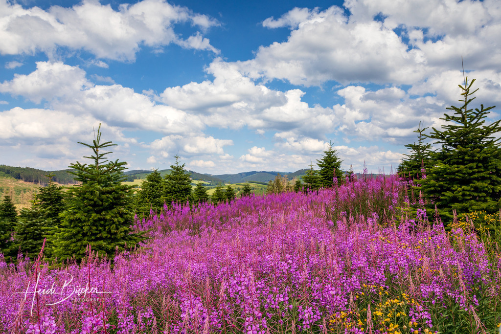 Westfeld und Umgebung 065 | Bilder und Impressionen zu jeder Jahreszeit aus dem Sauerland im Naturpark Sauerland-Rothaargebirge - Realisiert mit Pictrs.com
