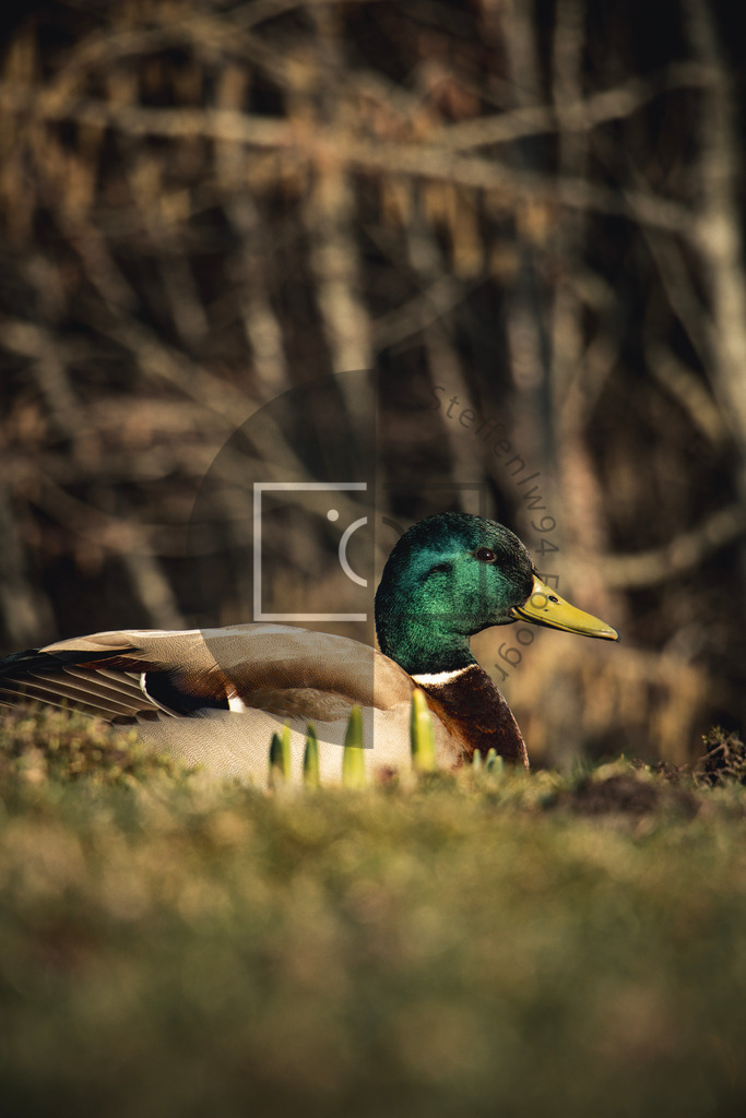 Wandbild Stockente | Ich bin Fotograf und auf meiner Webseite hast du die Möglichkeit meine fotografie als Wandbilder druckfertig für dein Zuhause zu bestellten. - Realisiert mit Pictrs.com