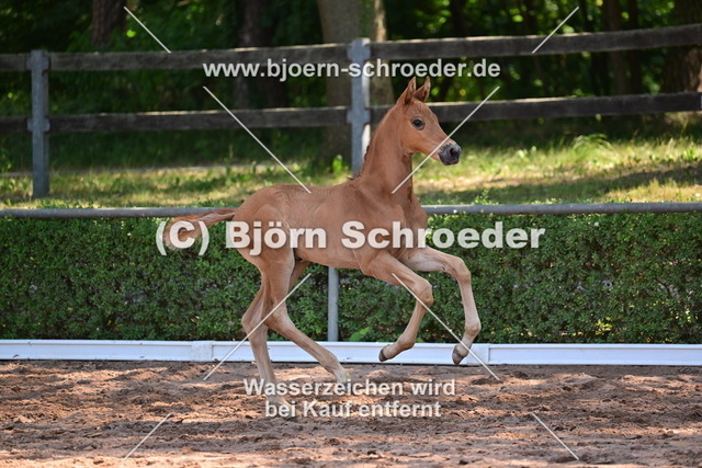 19_Morricone I - Fantastic_812_3542 | Björn Schroeder Pferdefotografie