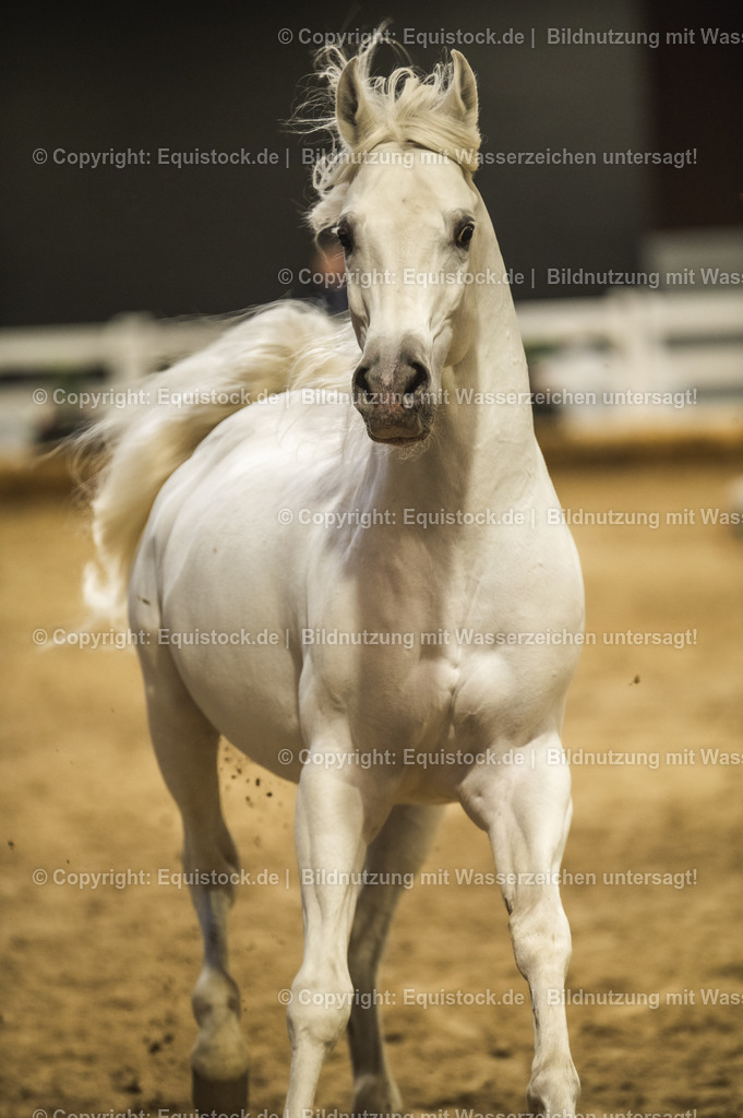 20240302_Hengstvorstellung_Marbach_TOMsPiC_1152-2 | equistock