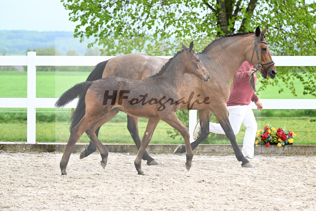Kat-Nr. 47 SF Chacco Blue x Quo Vados I_Schoenherr_23261701 | hf-fotografie - Realisiert mit Pictrs.com