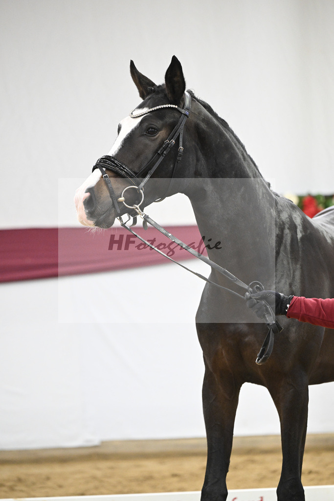 Kat-Nr. 106 Erste Sahne x Dimaggio_Gestuet Rickhof_47251777 | hf-fotografie - Realisiert mit Pictrs.com