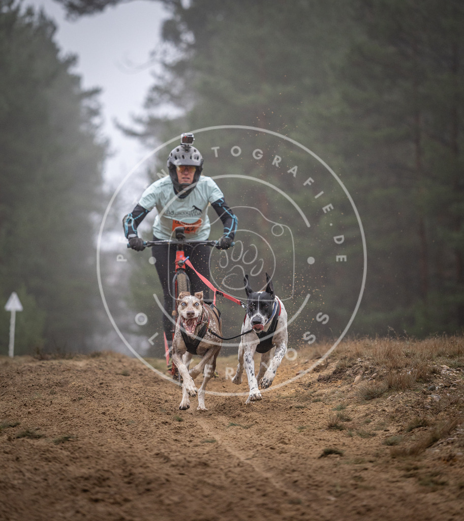 Pfotenfotografie_DV3A0948 | Hundefotografie, Tierfotograf, Pfotenfotografie, Fotoshooting Hund, Hunde Portrait, Hundesport, Hundeportraits, Heideshooting, Hunde, Sportfotograf, Hundefotograf, Turnierhundsport, THS,  - Realisiert mit Pictrs.com
