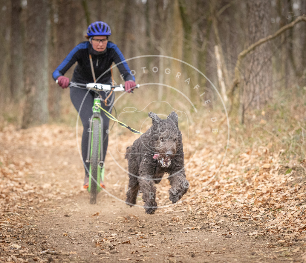 Pfotenfotografie_DV3A6866 | Hundefotografie, Tierfotograf, Pfotenfotografie, Fotoshooting Hund, Hunde Portrait, Hundesport, Hundeportraits, Heideshooting, Hunde, Sportfotograf, Hundefotograf, Turnierhundsport, THS,  - Realisiert mit Pictrs.com