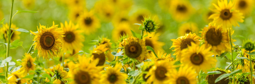 sonnenblumen-17 | <div id="allefotografen-seal-verified-green"></div><script src="https://www.allefotografen.de/956728/seal-verified-green/seal.js" async="async"></script> - Realisiert mit Pictrs.com