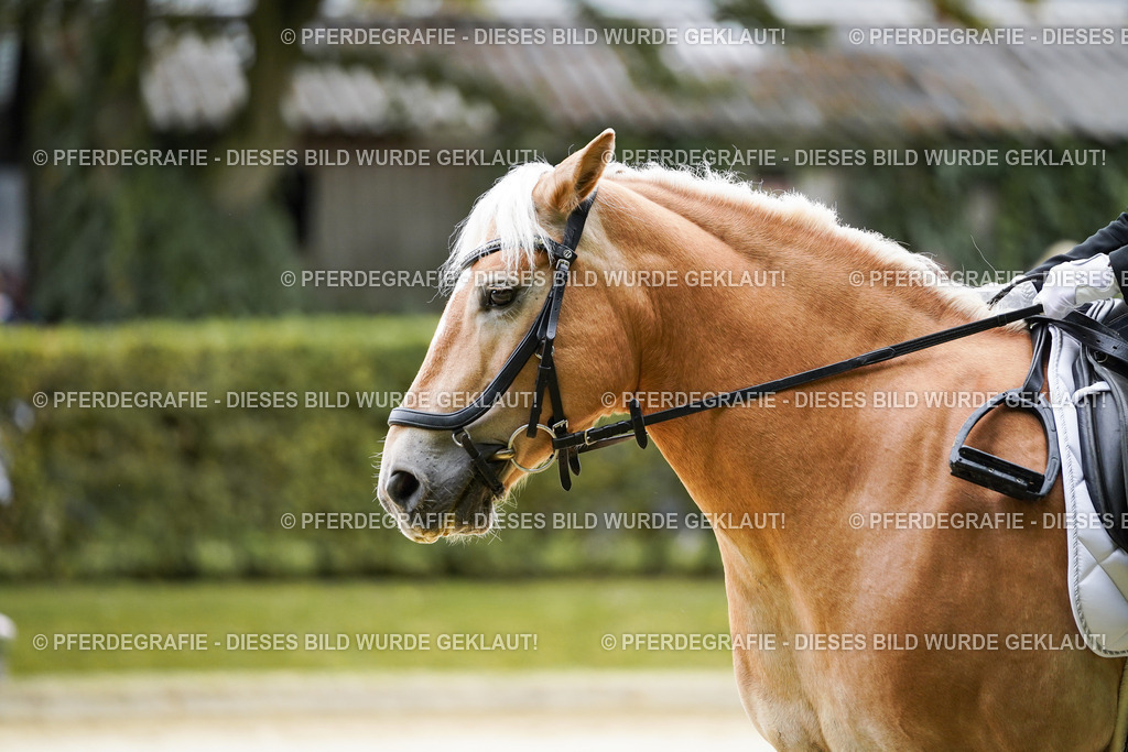 DSC04577 | Pferdegrafie