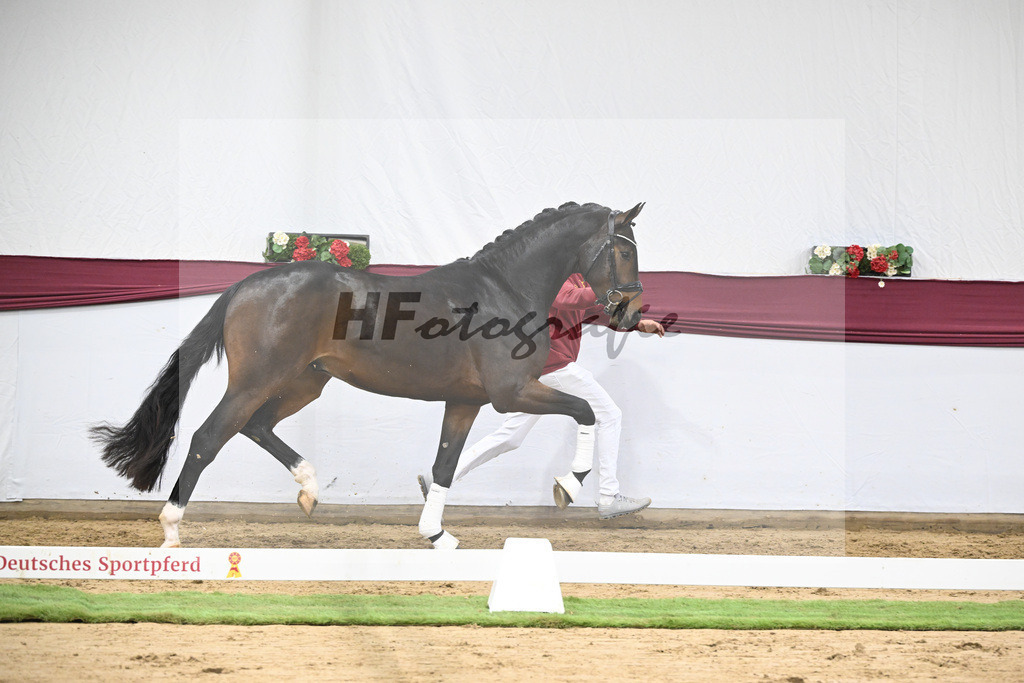 Kat-Nr. 111 Zackerey x Dante Weltino_Gerdi Rakelbusch_47253792 | hf-fotografie - Realisiert mit Pictrs.com