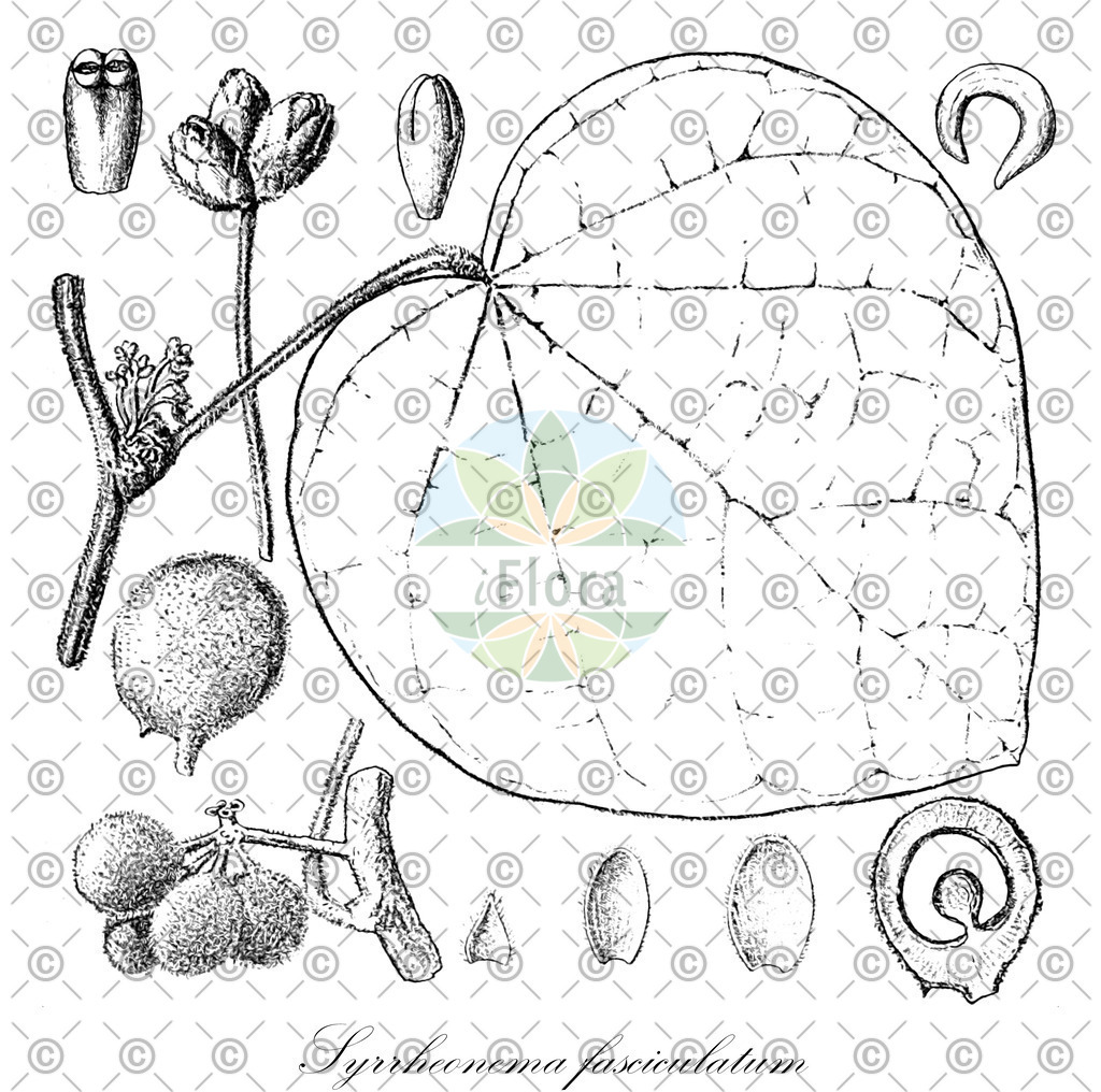 HistAbb_wfo-0001191678_1_ENZY_Simple | Historische Abbildung von Syrrheonema fasciculatum - Menispermaceae | Historical Illustration of Syrrheonema fasciculatum - Menispermaceae