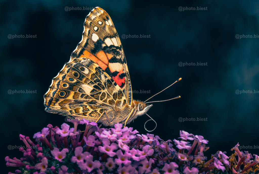 IMGC9401 | photobiest - Realisiert mit Pictrs.com