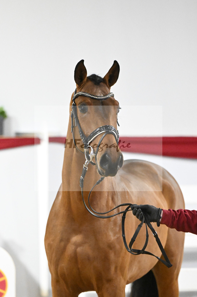Kat-Nr. 34 v. Del Arko_Bauhofer_63220998 | hf-fotografie - Realizzato con Pictrs.com