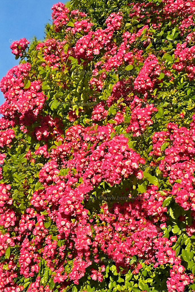 PDM2_2635_Kletterrose_120x180 | DIGITALKUNST. Kletterrose im Blütenrausch. __ Etwa 50 Jahre alte Kletterrose im nordischen Sommer. __ Seitenverhältnis = 2 zu 3 - Realisiert mit Pictrs.com