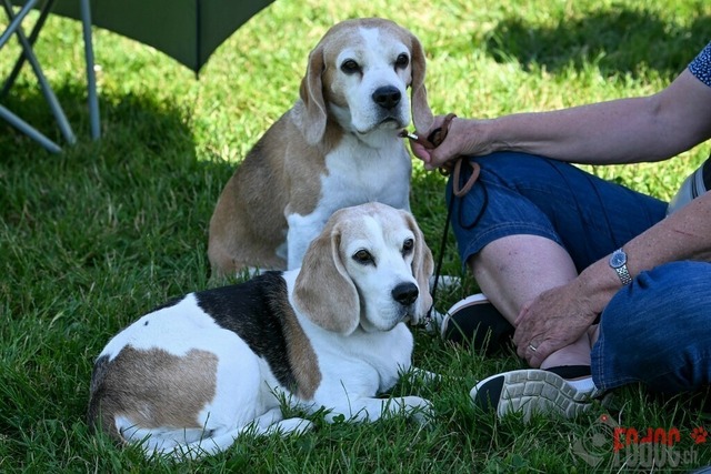 Dogshow CACIB Samstag in Aarau | Dogshow CACIB Samstag in Aarau. 24.06.2023 Foto: LeoWyden