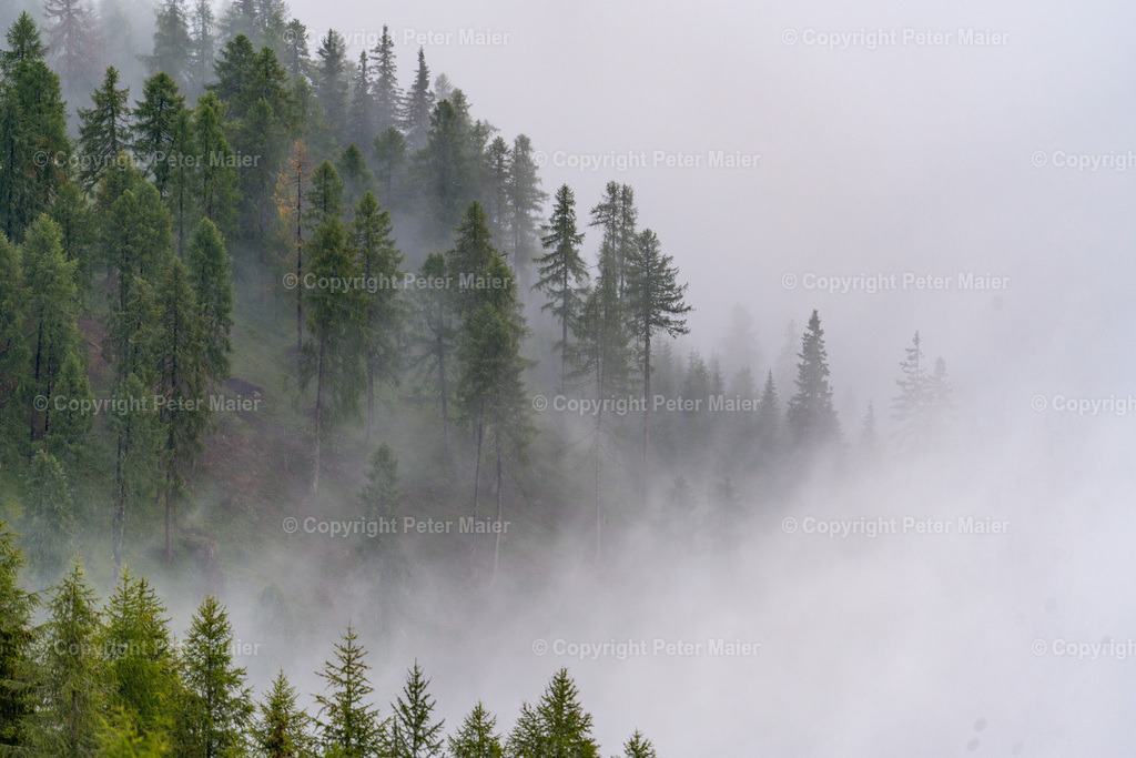 Divers_Erlebnisraum_Wald_23_Peter_Maier-33 | piet_flosse