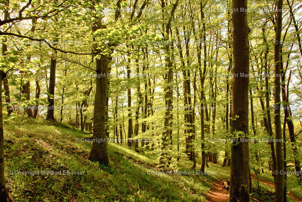 Frühlings-Laubwald in Morgensonne WB-007 | Wald, Ruhe, Erholung, Abschalten, relaxen, Augenoasen, Kraft tanken, Waldbaden, Stress reduzieren, Bäume, Kirschblüten, Frühlingswald, Sonne im Wald, Licht im Wald, Herbstwald, Waldwege, Gebirgswald, Wasser im Wald, Felsen im Wald, - Realisiert mit Pictrs.com