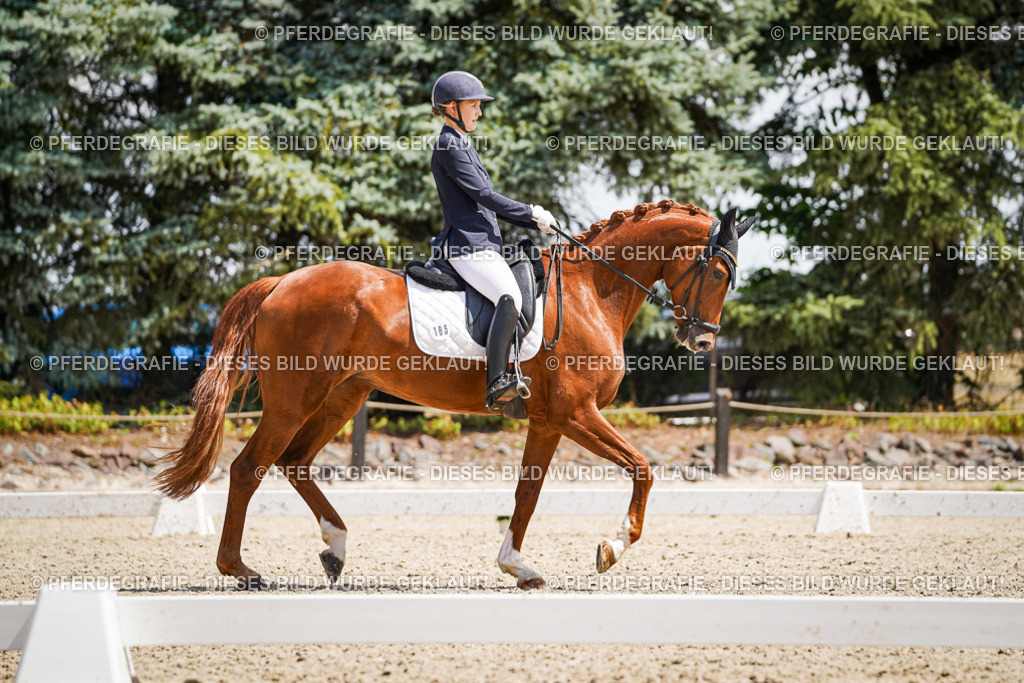 DSC01207 | Pferdegrafie