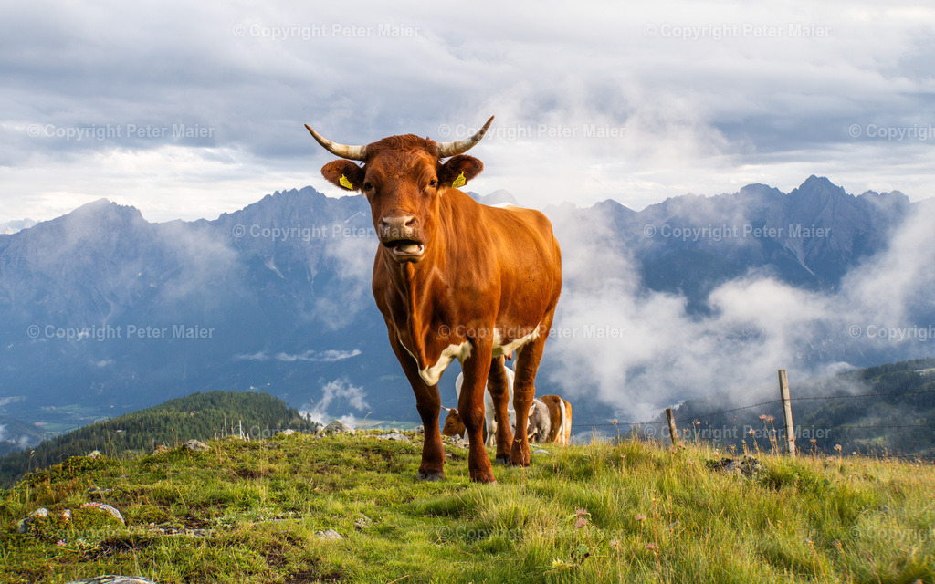 Strasskopf_23-59 | piet_flosse