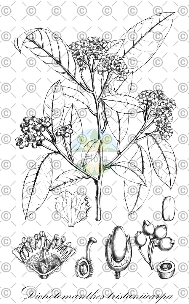 HistAbb_44NZ_2_ENZY_Simple | Historische Abbildung von Dichotomanthes tristaniicarpa - Rosaceae | Historical Illustration of Dichotomanthes tristaniicarpa - Rosaceae