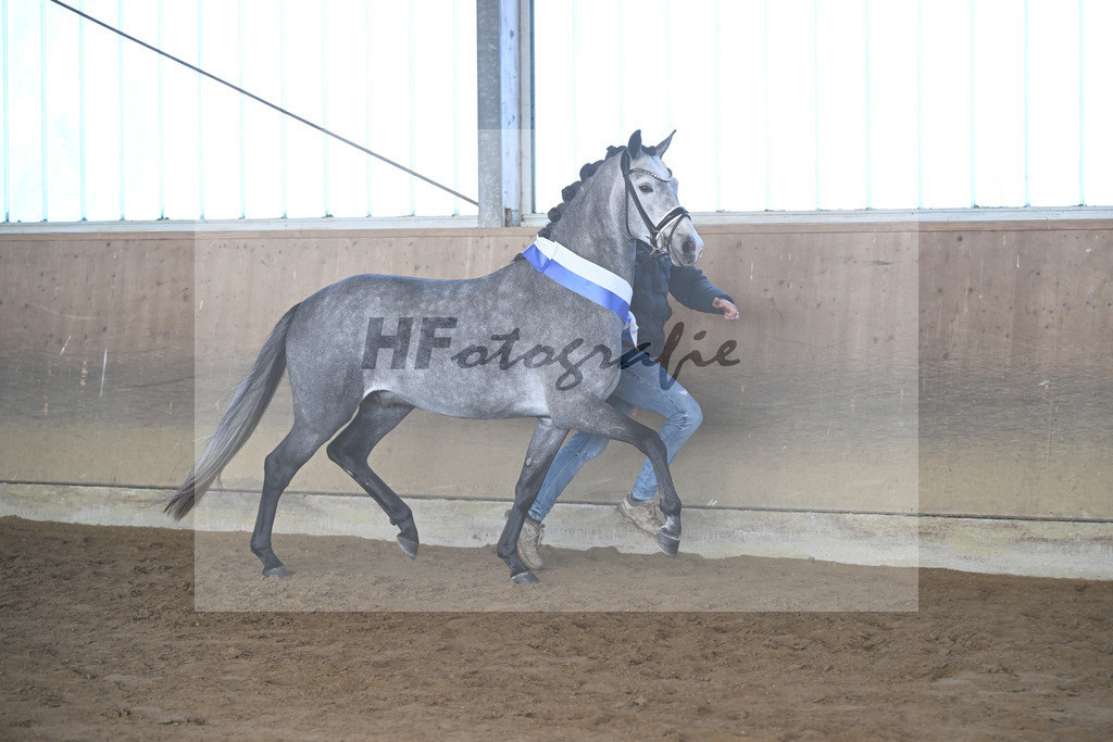 Kat-Nr. 3 Golden Diamond K v. GoldenGray_Koldas_49250285 | hf-fotografie - Realisiert mit Pictrs.com